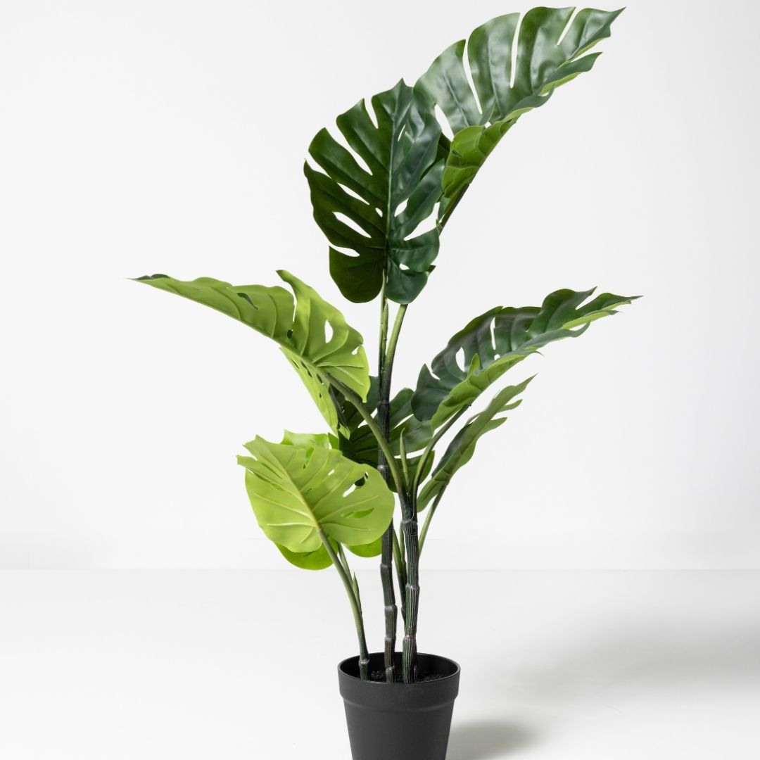 MK166 MONSTERA 90CM