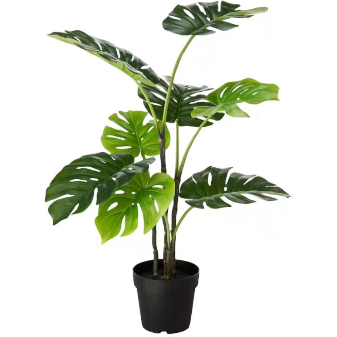 MK166 MONSTERA 90CM