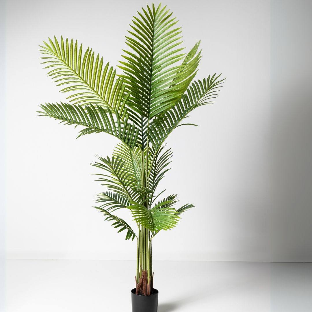 MK170 PALMERA 180CM (3)