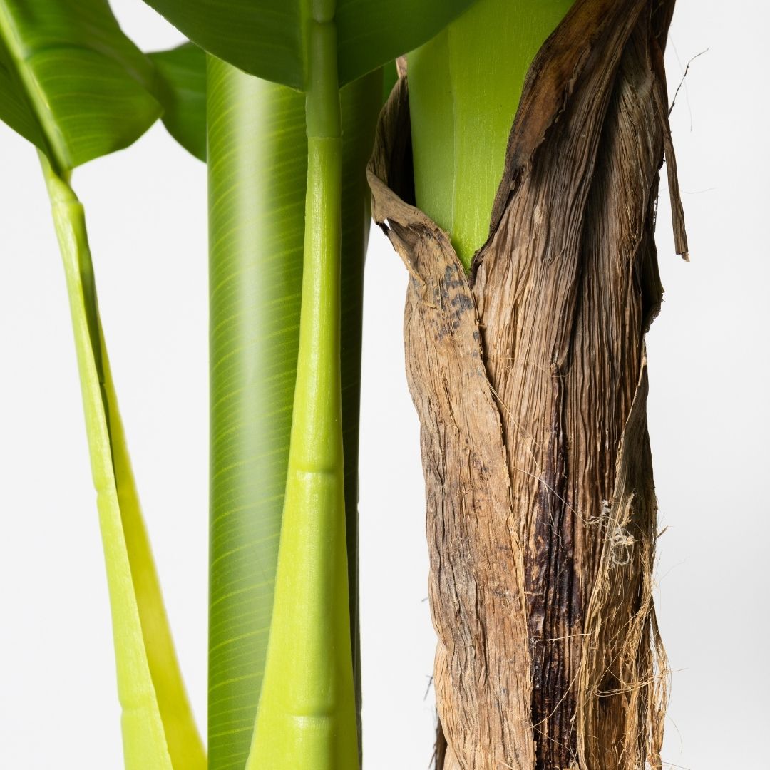 MK173 PLATANERO 210CM