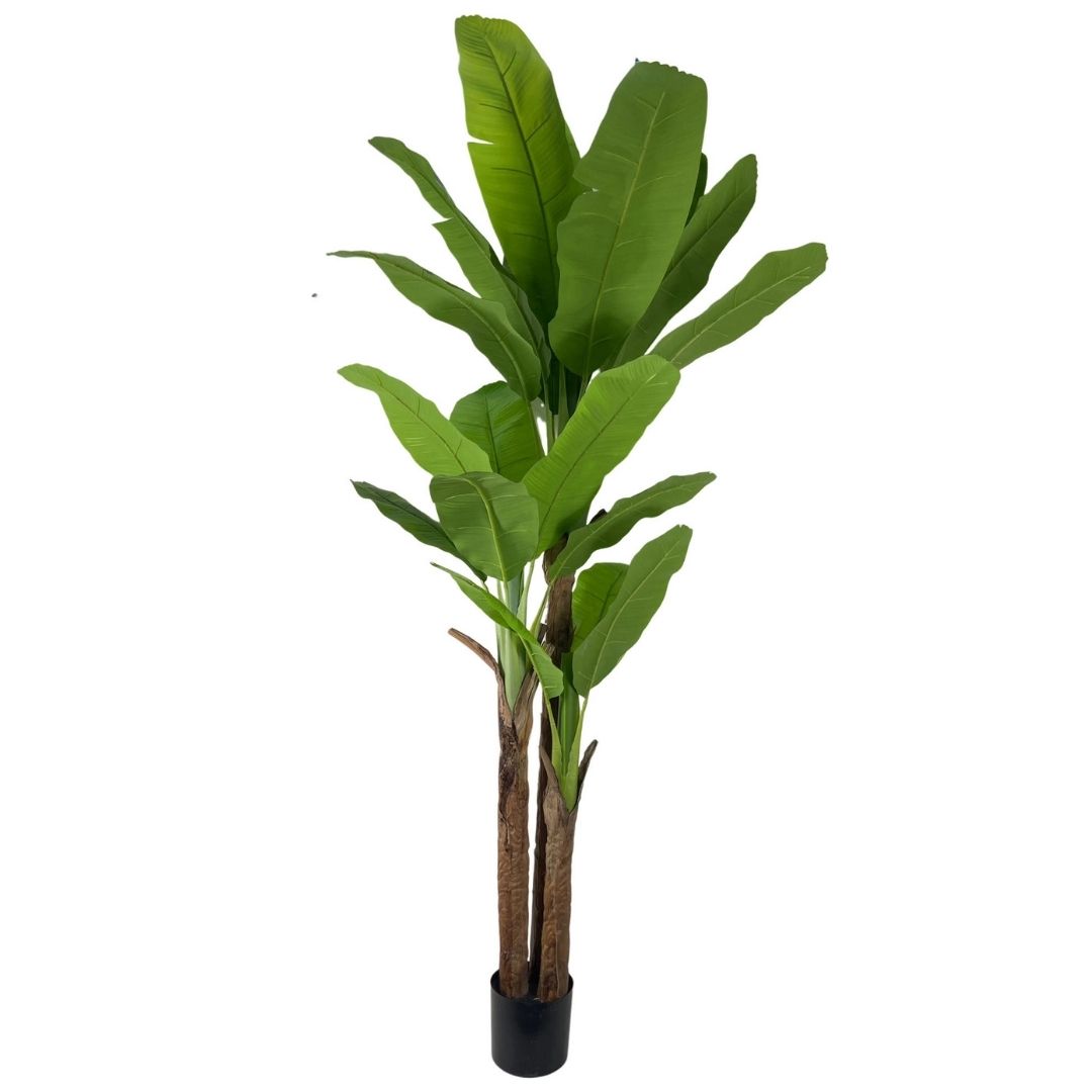 MK173 PLATANERO 210CM