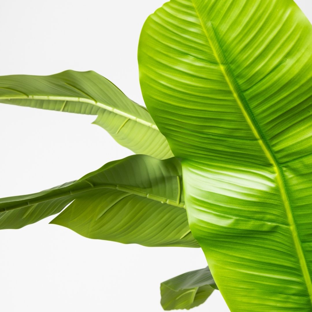 MK173 PLATANERO 210CM