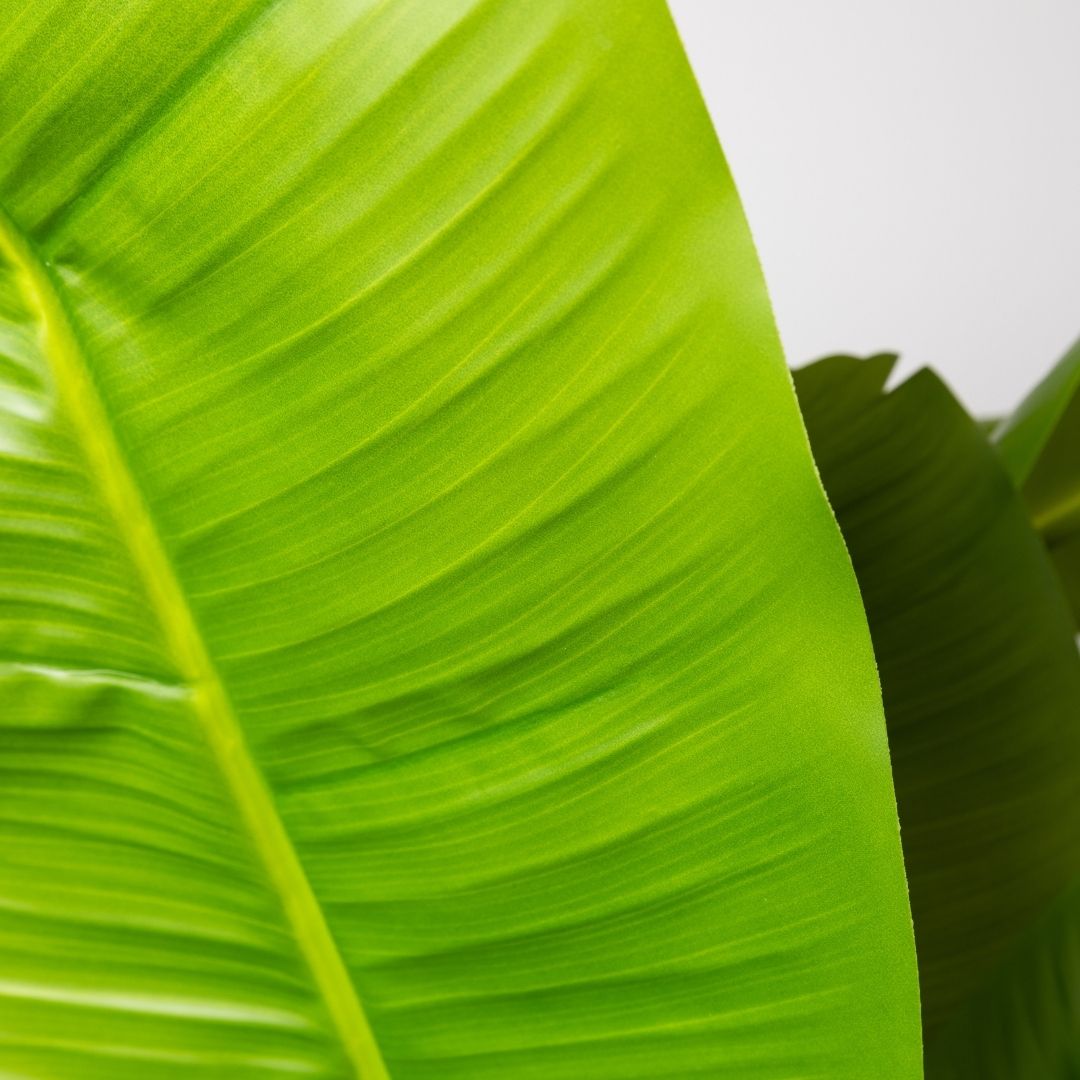 MK173 PLATANERO 210CM