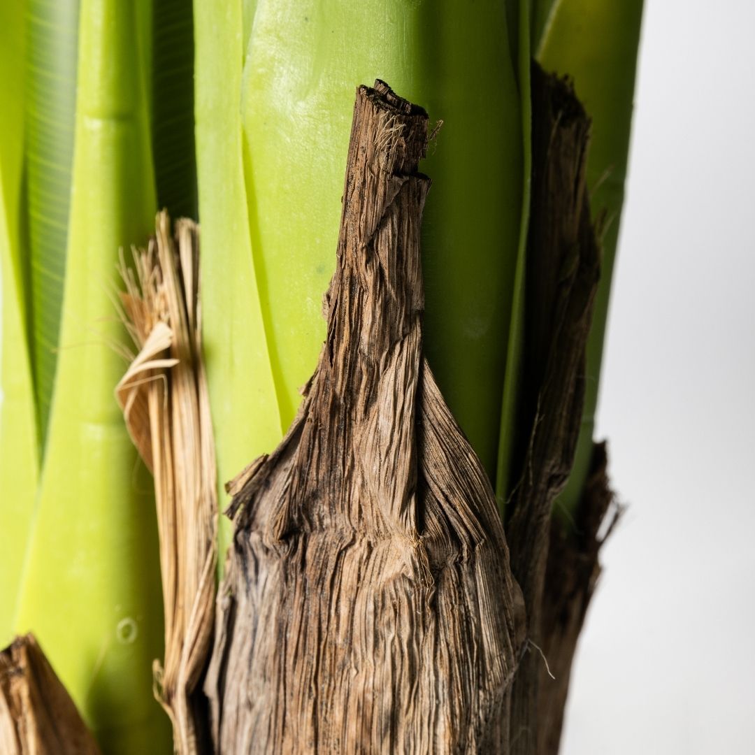 MK173 PLATANERO 210CM