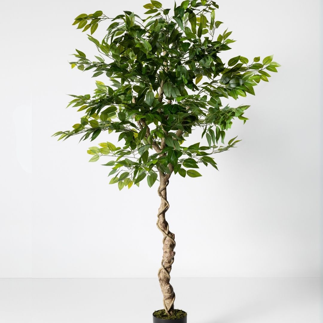 MK181 FICUS 180CM