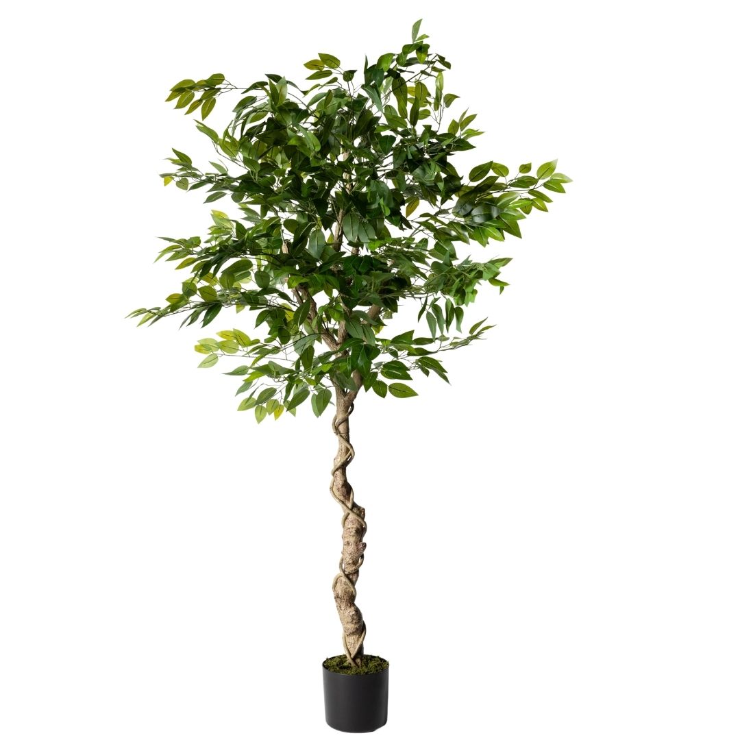 MK181 FICUS 180CM