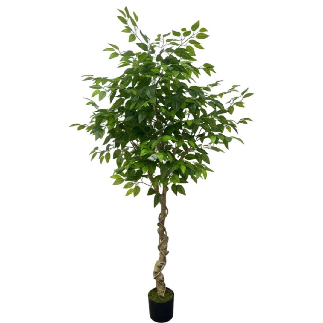 MK181 FICUS 180CM